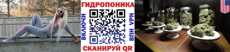 Конопля сатива  Славск 
